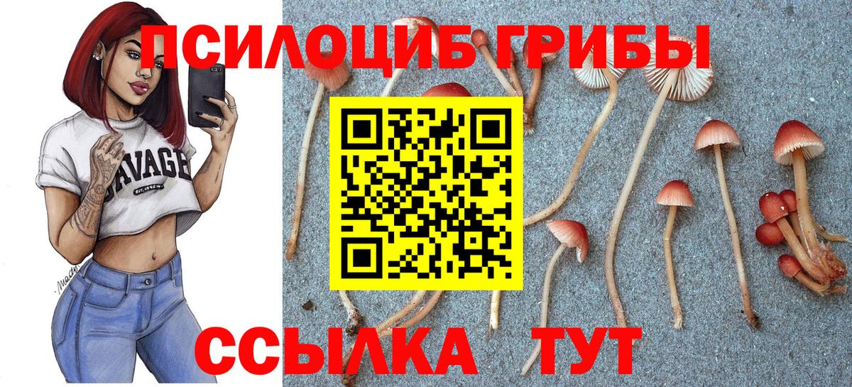 Тверь  Псилоцибиновые грибы GOLDEN TEACHER  Галлюциногенные грибы Cubensis  Вход с VPN 